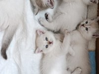 British Blue Point