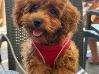 4 aylık toy poodle