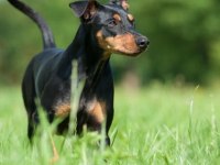 German pinscher puppies