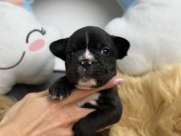HARİKA ANATOMİYE SAHİP FRENCH BULLDOG YAVRULARIM