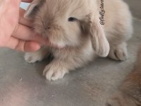 SARI / KARAMEL BEYAZ HOLLANDA LOP TAVŞANI ÇİFT RENKLİ