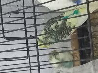 1 Çift damızlık muhabbet