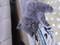 Sütten kesilmiş british shorthair yavru kedimiz