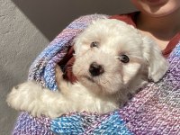 2 aylık dişi maltese terrier