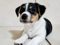 2 AYLIK ORJİNAL SAFKAN JACK RUSSELL YAVRULAR