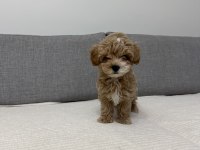Ev Doğumlu Poodle Yavrum