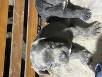 ERKEK DİSİ YAVRU CANE CORSO