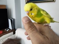 8 aylık muhabbet kuşu erkek ele alışkındır