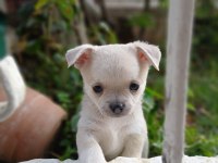Uygun Puan Harika Anatomi 2 Aylık Chihuahua