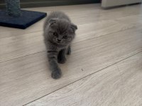 1.5 Aylık Melek Yüzlü Scottish Fold Yavru