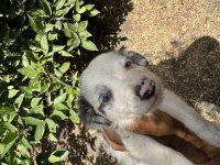 BLUE MERLE VE SİYAH BEYAZ SAFKAN BORDER COLLİE YAVRULARI