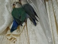Yavru sevda papağanı