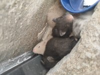 Hamster Yavruları Sahiplendirme