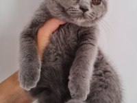 British shorthair yavrular 3,5 aylık