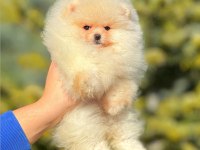 Un kurabiyesi pomeranian bebeklerimiz