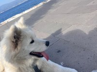 6 Aylık Safkan Samoyed
