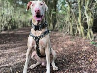 Eşleme tecrübeli şecereli erkek albino doberman