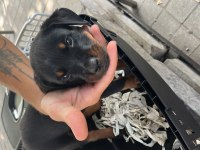 3 aylık dişi rottweiler