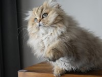Harika Golden British Longhair Bebek