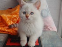 60 günlük british shorthair blue point