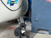 French Bulldog bebeklerimiz yeni ailelerine gitmeye hazır