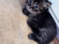 British blue point yavru kedimiz