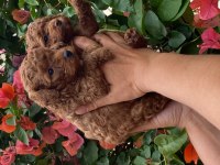 Toy poodle bebekler
