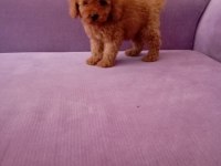 Poodle yavrularımız toy ve mini boy renk renk