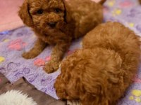 Toypoodle Yavrularımız