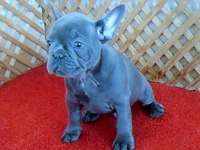 SOLİD BLUE QUAD ERKEK MİCRO FRENCH BULLDOG YAVRUMUZ