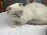 20 aylık scottish fold baba ve 2 aylık dişi yavru