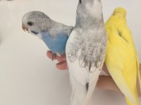 3 ADET YAVRU MUHABBET KUŞU 2 ADET YETİŞKİN ÇİFT
