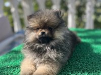 3 aylık pomeranian bebekler