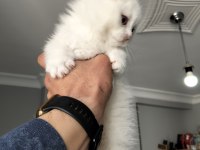 20 Şubat Doğumlu Scottish Fold Yavrular