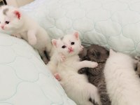 Kar beyazı british shorthair