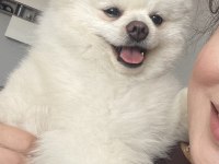 Erkek Pomeranian