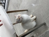 Exotic shorthair / scottish fold