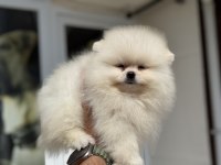 Petmode köpek çiftliğinde ziyarete açık pomeranian