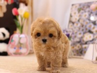 İSTANBUL KAPIDA ÖDEMELİ MALTİPOO BEBEKLERİM