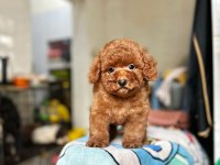 EN SEVİMLİ TOY POODLE YAVRULARI