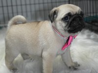 Pug mops yavrularımız A kalite