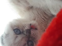 3 aylık scottish fold kedisi