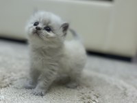Mavi gözlü yavru british longhair