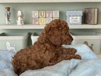 Safkan Toy Poodle Yavrularımız