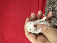 Yavru Suriye Hamster