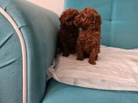 Poodle Yeni Yuvalarını Arıyorlar