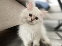 Pofuduk British Longhair Prenses