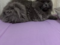 Tüm Aşıları ve Cipli British Shorthair