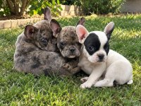 Mükemmel French Bulldog Yavrular