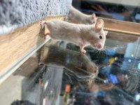Rengarenk Hamster Minişler